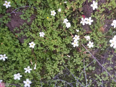 Oxalis amblyosepala, photographed by Chris Vynbos