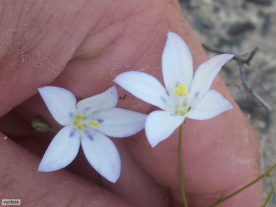 Wahlenbergia annularis, photographed by Chris Vynbos