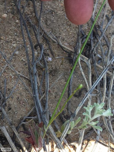 Wahlenbergia annularis, photographed by Chris Vynbos