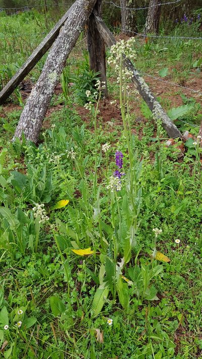 Senecio sennikovii, photographed by Eugenio Padilla