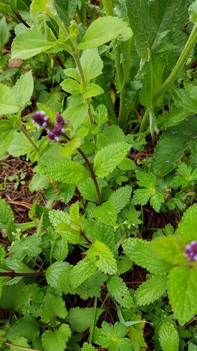 Verbena recta, photographed by Eugenio Padilla