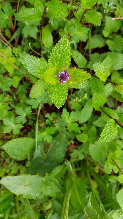 Verbena recta, photographed by Eugenio Padilla