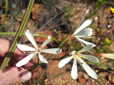 Geissorhiza confusa, photographed by Chris Vynbos