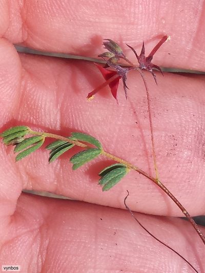 Indigofera dillwynioides, photographed by Chris Vynbos
