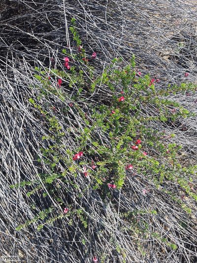 Indigofera dillwynioides, photographed by Chris Vynbos