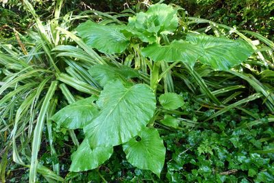 Cardiocrinum giganteum, photographed by Colin Meurk