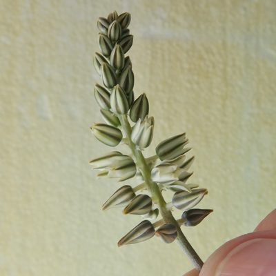 Eriospermum multifidum, photographed by Kevin Murray