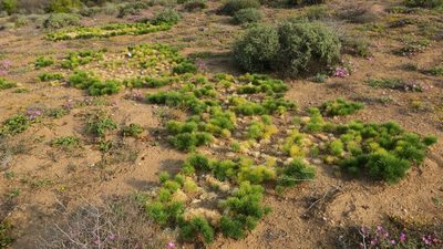 Eriospermum multifidum, photographed by Kevin Murray
