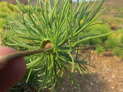 Eriospermum multifidum, photographed by Kevin Murray