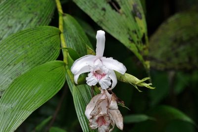 Sobralia pulcherrima, photographed by Thibaud Aronson