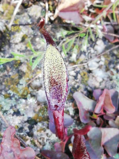 Aristolochia nana, photographed by Sandino Guerrero