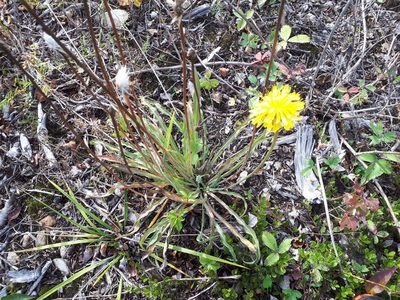 Agoseris glauca, photographed by Reuven Martin
