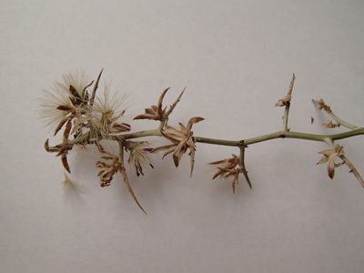 Pleiacanthus spinosus, photographed by Tom Wainwright