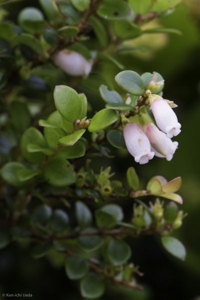 Disterigma humboldtii, photographed by Ken-ichi Ueda