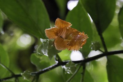 Drymonia rubra, photographed by Ken-ichi Ueda