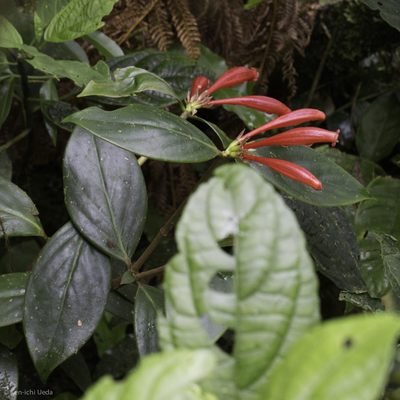 Hillia triflora, photographed by Ken-ichi Ueda