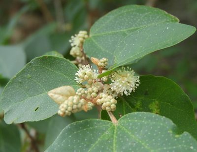 Croton pseudoniveus, photographed by Francisco Farriols Sarabia