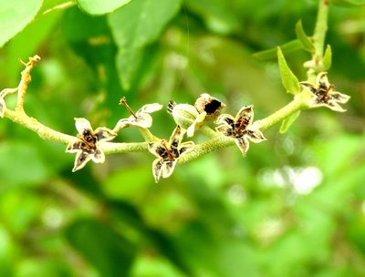 Croton culiacanensis, photographed by Francisco Farriols Sarabia