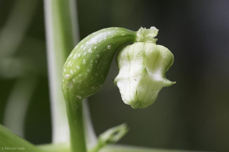 Hanburia oerstedii, photographed by Ken-ichi Ueda