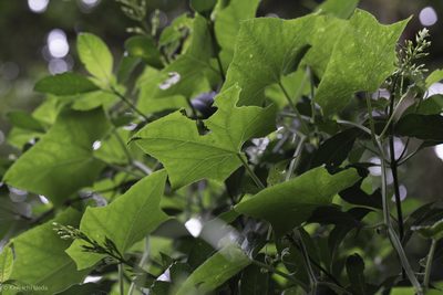 Hanburia oerstedii, photographed by Ken-ichi Ueda