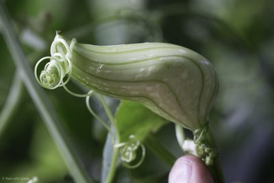 Hanburia oerstedii, photographed by Ken-ichi Ueda