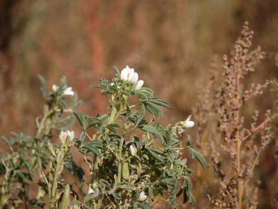 Lupinus albus, photographed by Alexis Tinker-Tsavalas