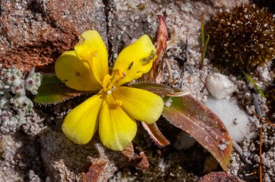 Moraea luteoalba, photographed by magriet b
