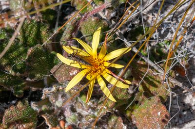 Haplocarpha oocephala, photographed by magriet b