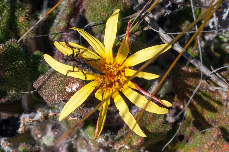 Haplocarpha oocephala, photographed by magriet b