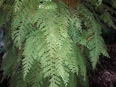 Hymenophyllum frankliniae, photographed by Leon Perrie