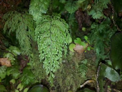 Hymenophyllum bivalve, photographed by Leon Perrie