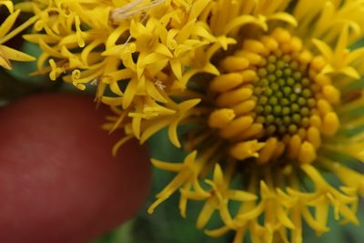 Berkheya umbellata, photographed by Peter Warren