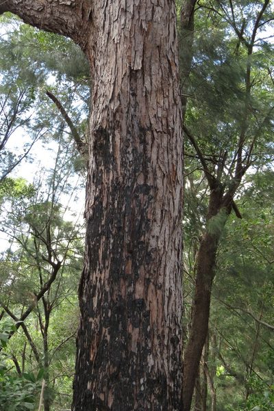Eucalyptus pellita, photographed by coenobita