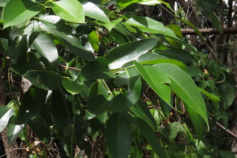 Eucalyptus pellita, photographed by coenobita