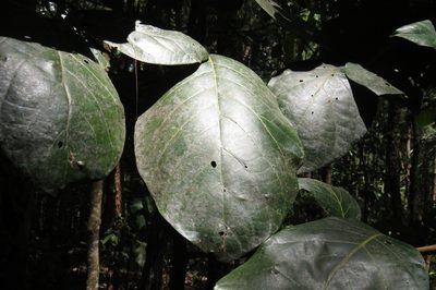 Litsea bindoniana, photographed by coenobita