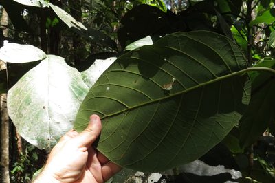 Litsea bindoniana, photographed by coenobita