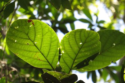 Litsea bindoniana, photographed by coenobita