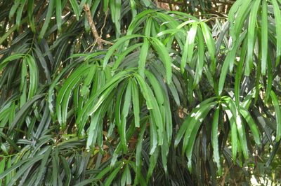 Podocarpus grayae, photographed by coenobita