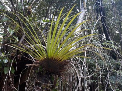 Astelia microsperma, photographed by Leon Perrie