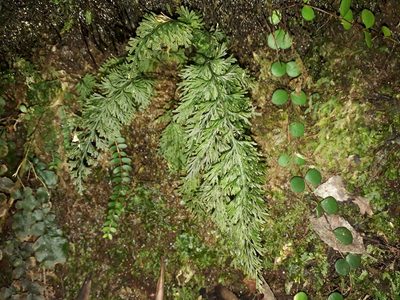 Abrodictyum strictum, photographed by Leon Perrie
