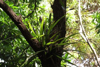 Pyrrosia longifolia, photographed by coenobita