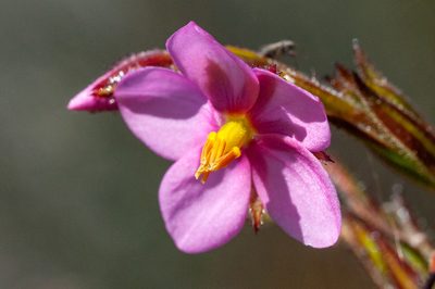 Roridula dentata, photographed by magriet b