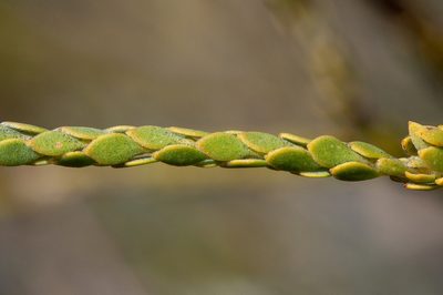 Leucadendron dubium, photographed by magriet b
