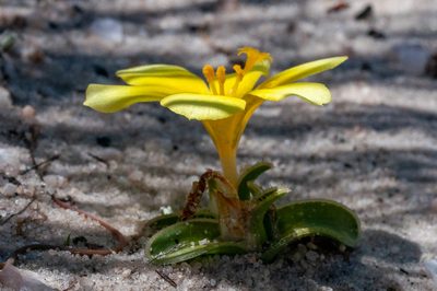Moraea luteoalba, photographed by magriet b