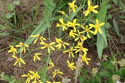 Senecio bupleuroides, photographed by Peter Warren