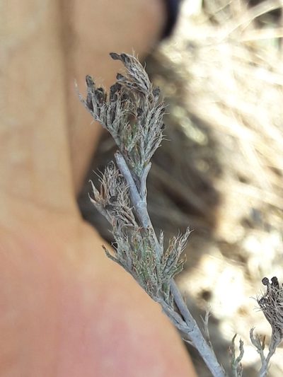 Myriolimon ferulaceum, photographed by Luis Ferreira