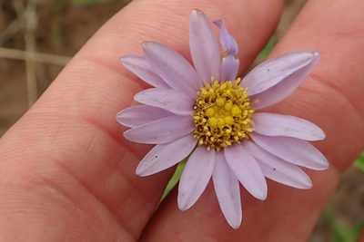 Afroaster hispidus, photographed by Peter Warren