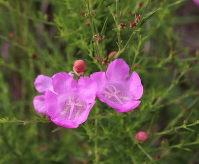 Agalinis fasciculata, photographed by Lauren McLaurin