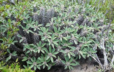 Euphorbia fianarantsoae, photographed by Romer N. Rabarijaona