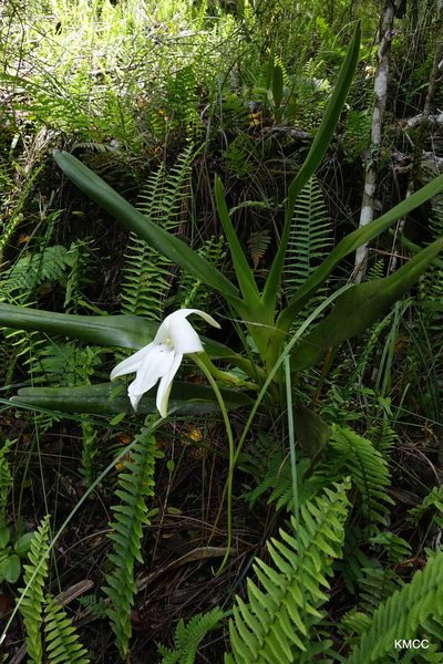 Angraecum sororium, photographed by Romer N. Rabarijaona